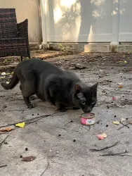 Found/Stray Unknown Cat last seen Near dekalb avenue, Brooklyn, NY 11216