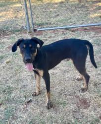 Shelter Stray Male Dog last seen Midwest City, 8485 E Reno Ave, Midwest City, OK 73110, USA