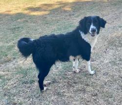 Shelter Stray Female Dog last seen Midwest City, 8485 E Reno Ave, Midwest City, OK 73110, USA