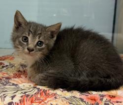 Shelter Stray Female Cat last seen Forest park, 8485 E Reno Ave, Midwest City, OK 73110, USA