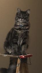 Lost Female Cat last seen Near street and Brintnell Blvd, Edmonton, AB T5Y 0V5