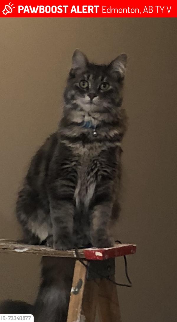Lost Female Cat last seen Near street and Brintnell Blvd, Edmonton, AB T5Y 0V5