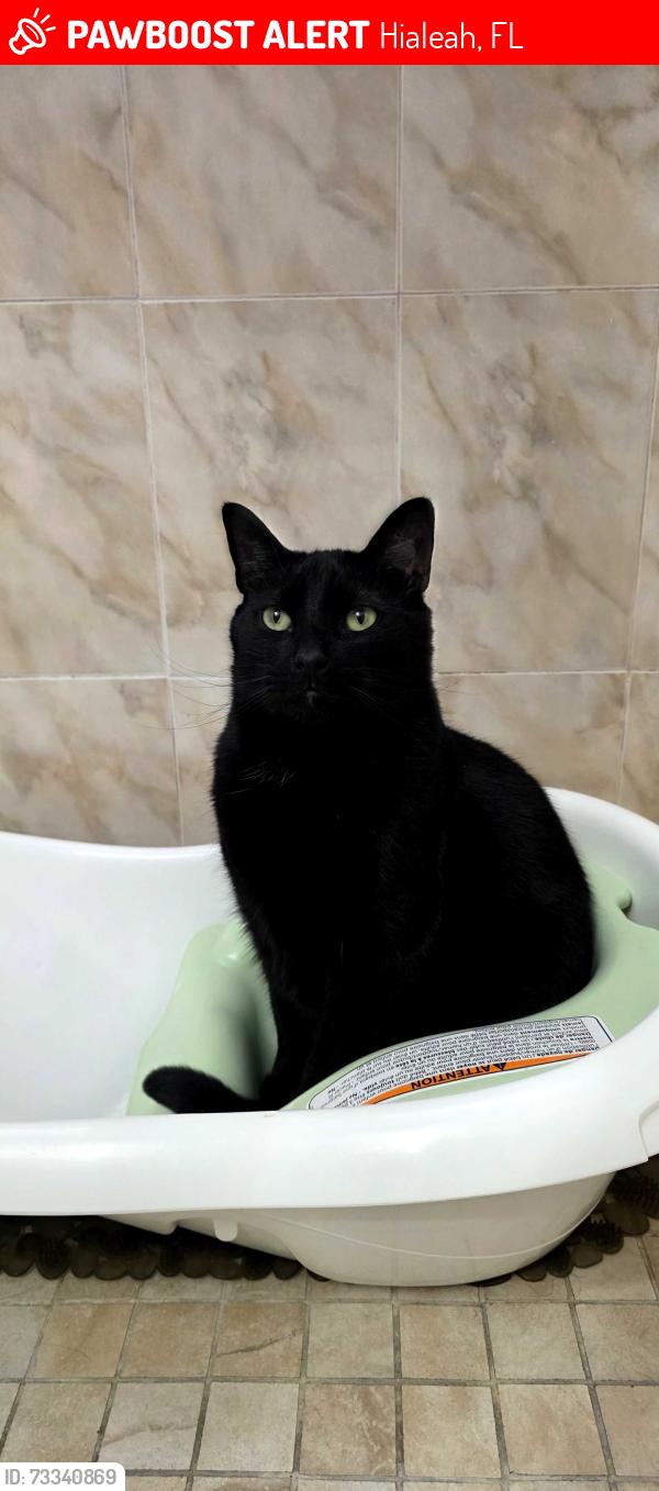 Lost Male Cat last seen Near west 26th Pl Hialeah 33010, Hialeah, FL 33010