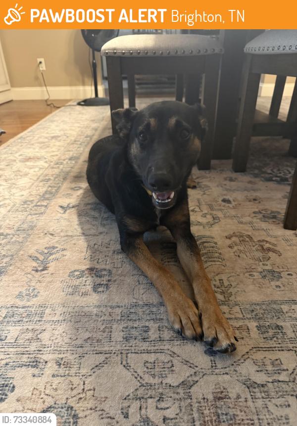 Found/Stray Female Dog last seen Beaver creek ales and Dunlap orphange, Brighton, TN 38011
