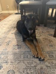 Found/Stray Female Dog last seen Beaver creek ales and Dunlap orphange, Brighton, TN 38011