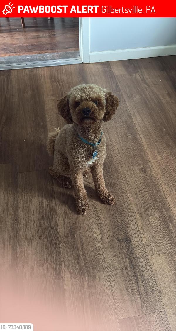 Lost Male Dog last seen Gilbertsville, Gilbertsville, PA 19525