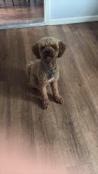 Lost Male Dog last seen Gilbertsville, Gilbertsville, PA 19525