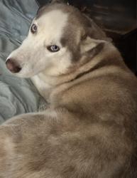 Lost Female Dog last seen Cary Woods, Auburn, AL 36830
