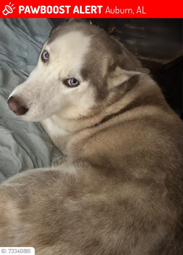 Lost Female Dog last seen Cary Woods, Auburn, AL 36830