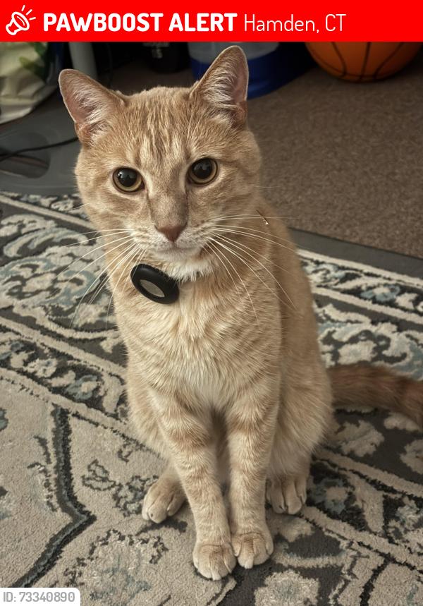 Lost Male Cat last seen Lent Rd / Smith Drive, Hamden, CT 06517