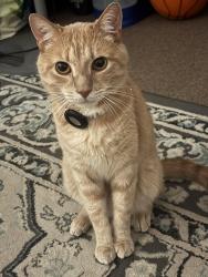 Lost Male Cat last seen Lent Rd / Smith Drive, Hamden, CT 06517