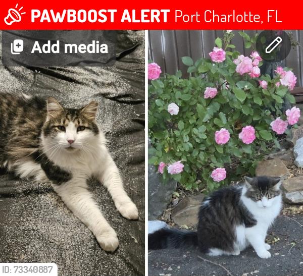 Lost Unknown Cat last seen Midway, Port Charlotte, FL 33948
