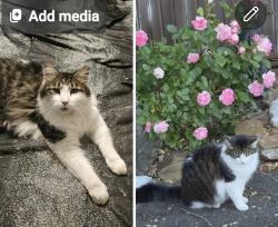 Lost Unknown Cat last seen Midway, Port Charlotte, FL 33948