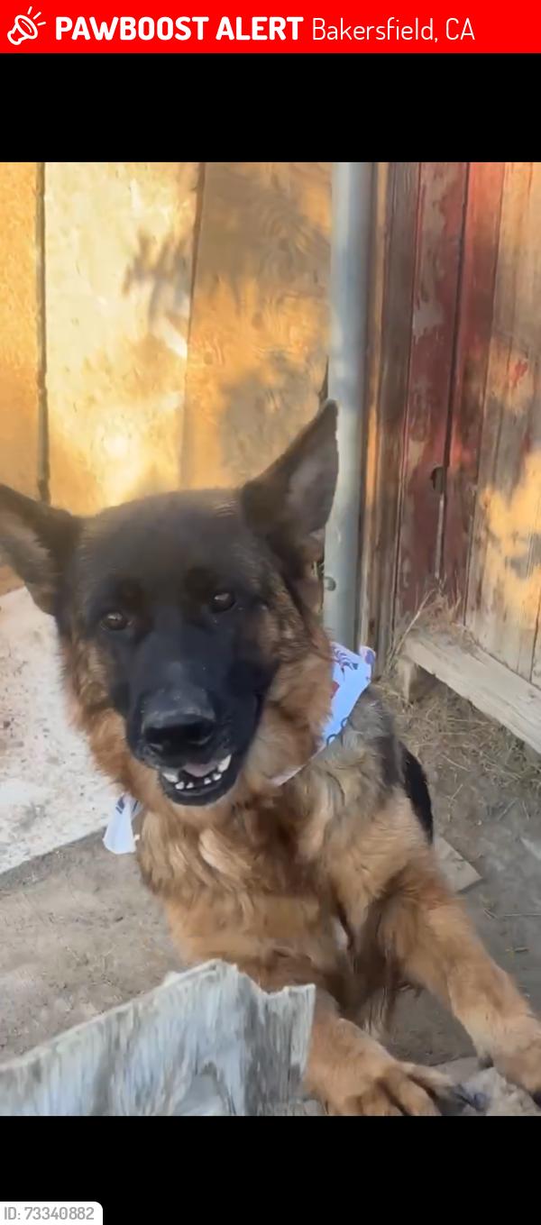 Lost Female Dog last seen California and Hailey, Bakersfield, CA 93305
