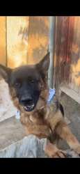 Lost Female Dog last seen California and Hailey, Bakersfield, CA 93305