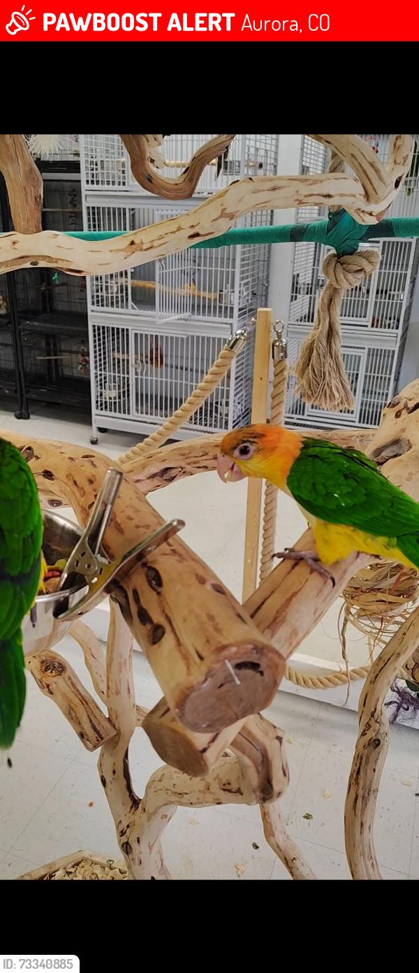 Lost Female Bird last seen Arapahoe & Gartrell, Aurora, CO 80016