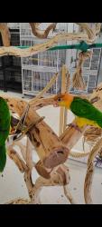 Lost Female Bird last seen Arapahoe & Gartrell, Aurora, CO 80016