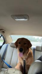 Lost Male Dog last seen 103rd st, Carmel, IN 46280