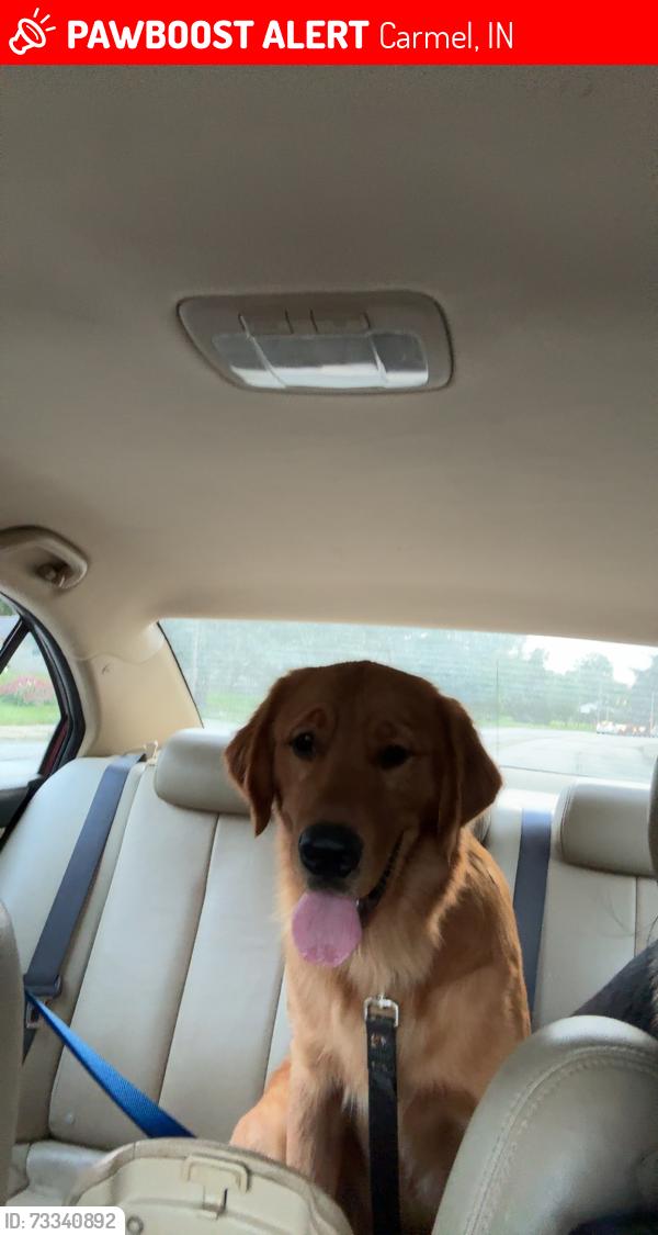 Lost Male Dog last seen 103rd st, Carmel, IN 46280