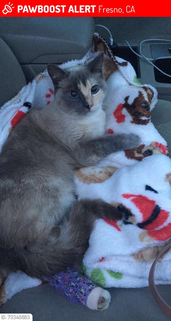 Lost Female Cat last seen Willow/herndon, Fresno, CA 93710