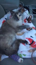 Lost Female Cat last seen Willow/herndon, Fresno, CA 93710