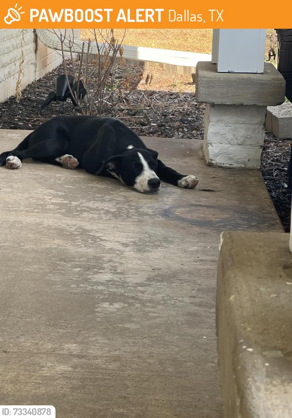 Found/Stray Male Dog last seen High Meadow and Band Box Pl, Dallas, TX 75244