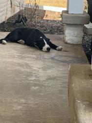 Found/Stray Male Dog last seen High Meadow and Band Box Pl, Dallas, TX 75244