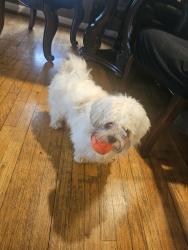 Lost Female Dog last seen Mack and moross, Grosse Pointe, MI 48236