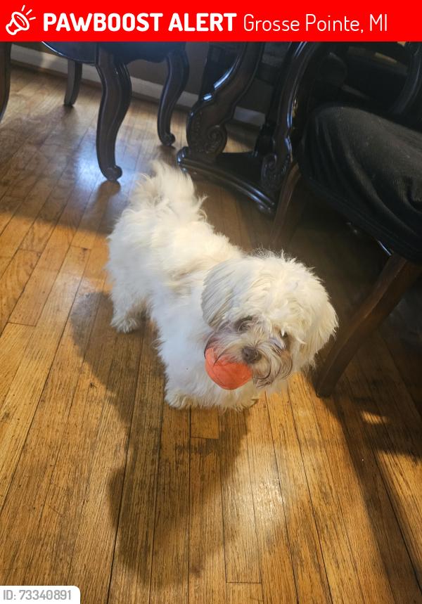 Lost Female Dog last seen Mack and moross, Grosse Pointe, MI 48236