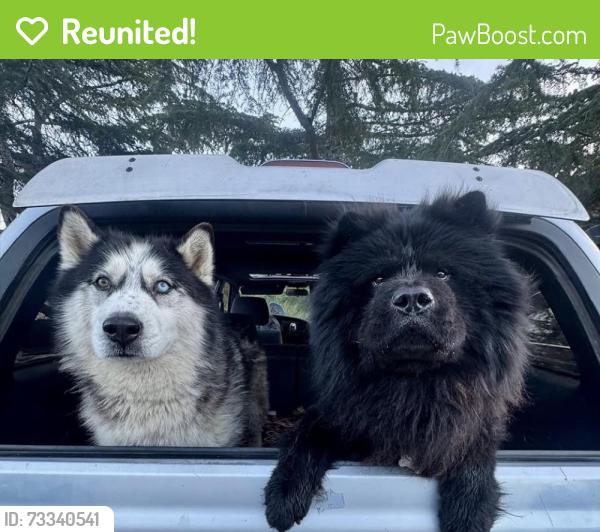 Reunited Male Dog last seen Topanga Canyon Blvd, Topanga, CA 90290