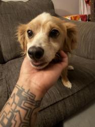 Reunited Male Dog last seen Universal City Public Library, Universal City, TX 78148