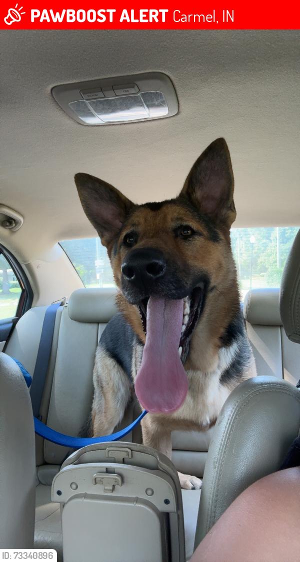 Lost Male Dog last seen 103rd st, Carmel, IN 46280