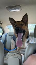 Lost Male Dog last seen 103rd st, Carmel, IN 46280
