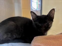 Shelter Stray Female Cat last seen Near BLOCK PLATTE ROAD SANTA FE NEW MEXICO 87507, 100 Caja Del Rio Rd, Santa Fe, NM 87507, USA