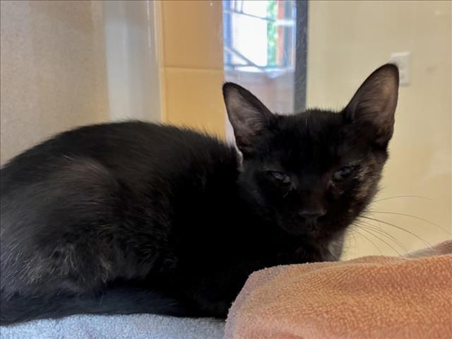 Shelter Stray Female Cat last seen Near BLOCK PLATTE ROAD SANTA FE NEW MEXICO 87507, 100 Caja Del Rio Rd, Santa Fe, NM 87507, USA