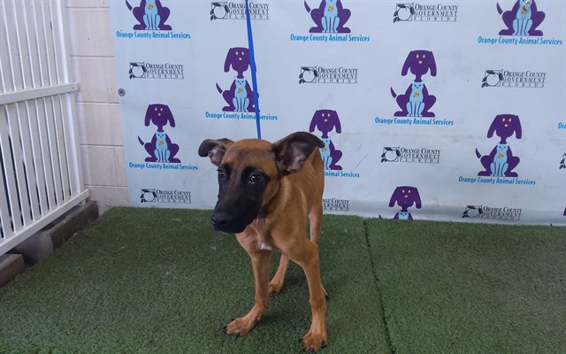Shelter Stray Female Dog last seen , 2769 Conroy Rd, Orlando, FL 32839, USA
