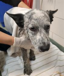 Shelter Stray Male Dog last seen Near BLOCK A TRUJILLO LP SANTA FE NM 87506, 100 Caja Del Rio Rd, Santa Fe, NM 87507, USA