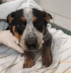 Shelter Stray Male Dog last seen Near BLOCK A TRUJILLO LP SANTA FE NM 87506, 100 Caja Del Rio Rd, Santa Fe, NM 87507, USA