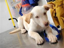 Shelter Stray Male Dog last seen VALLEY GARDENS CIR SW, 3001 2nd St SW, Albuquerque, NM 87105, USA