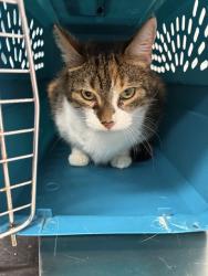 Shelter Stray Female Cat last seen OFALLON, 4850 Mid Rivers Mall Dr, St Peters, MO 63376, USA