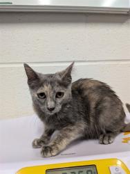 Shelter Stray Female Cat last seen ST PETERS, 4850 Mid Rivers Mall Dr, St Peters, MO 63376, USA