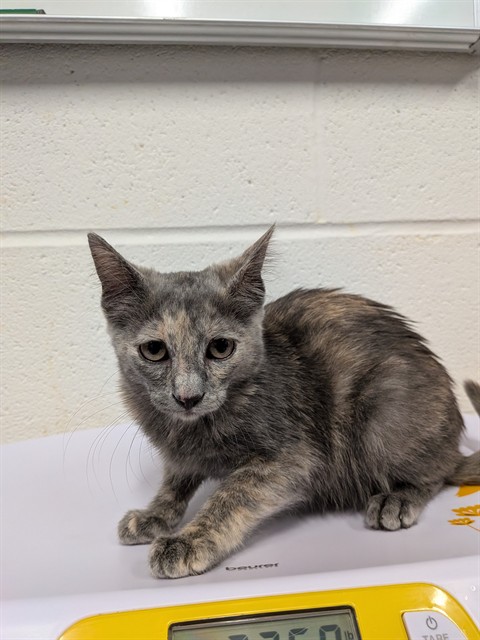 Shelter Stray Female Cat last seen ST PETERS, 4850 Mid Rivers Mall Dr, St Peters, MO 63376, USA