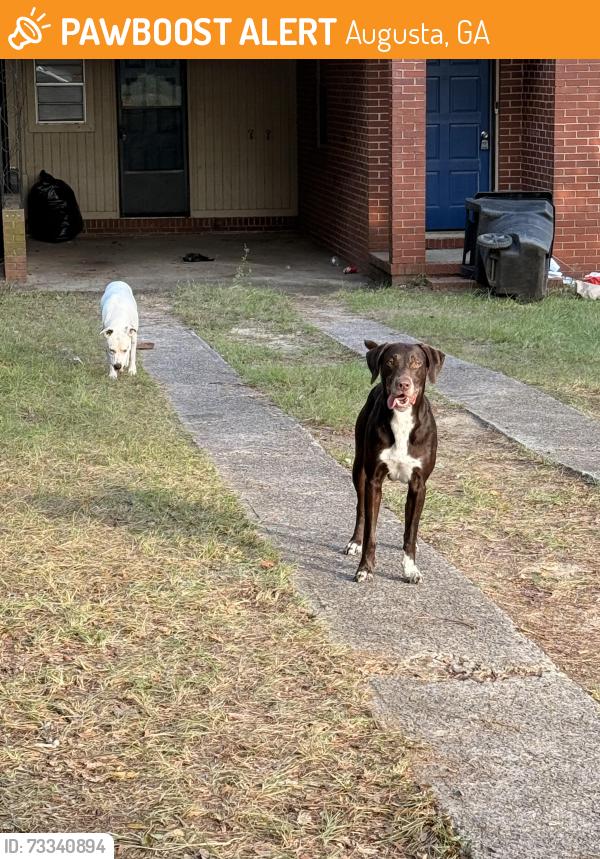 Found/Stray Male Dog last seen Wondering Wycliff Street, Augusta, GA 30904