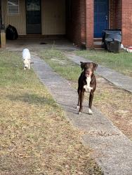 Found/Stray Male Dog last seen Wondering Wycliff Street, Augusta, GA 30904