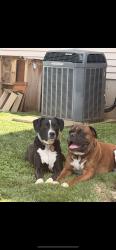 Reunited Male Dog last seen Near Washington St, Bethlehem, PA 18020, USA, Bethlehem, PA 18020