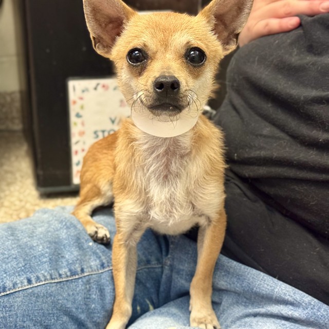 Shelter Stray Male Dog last seen Near BLOCK W 29TH ST, PUEBLO CO 81008, 4600 Eagleridge Pl, Pueblo, CO 81008, USA