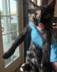 Shelter Stray Female Cat last seen , 4710 TX-151, San Antonio, TX 78227, USA