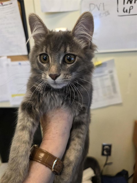 Shelter Stray Male Cat last seen Near BLOCK S REDWOOD RD, 4522 W 3500 S, West Valley City, UT 84120, USA