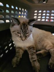 Shelter Stray Female Cat last seen Near BLOCK W SEAGULL DR, 4522 W 3500 S, West Valley City, UT 84120, USA