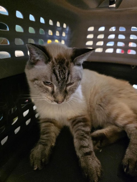 Shelter Stray Female Cat last seen Near BLOCK W SEAGULL DR, 4522 W 3500 S, West Valley City, UT 84120, USA